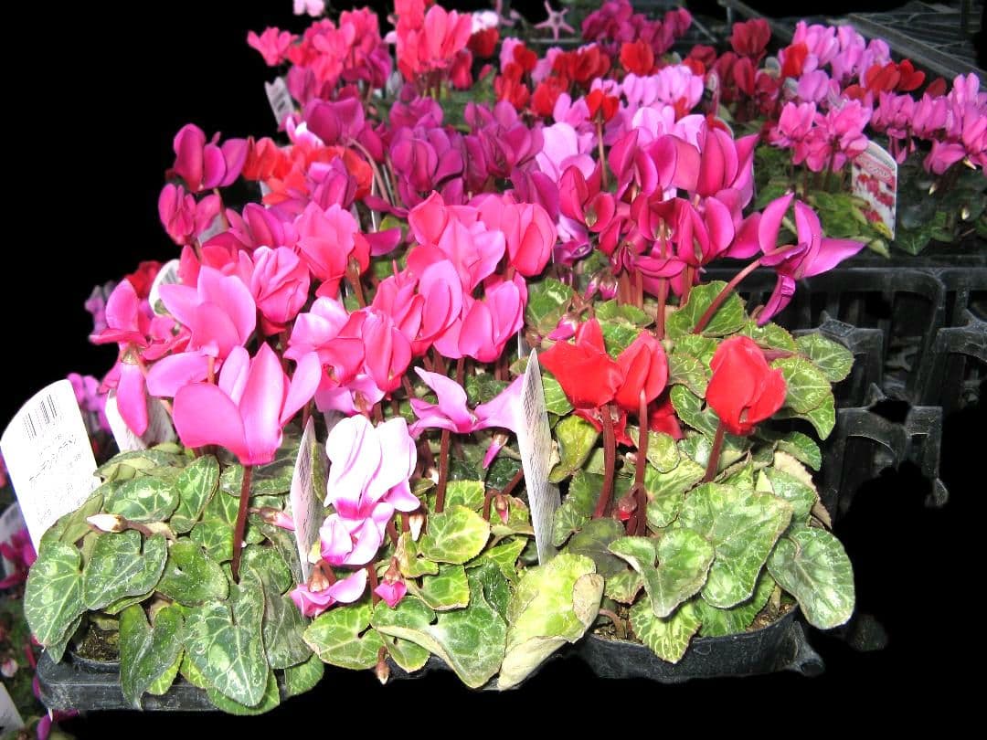 Canon PowerShot A700◆ニッケル水素電池・SDカード付き