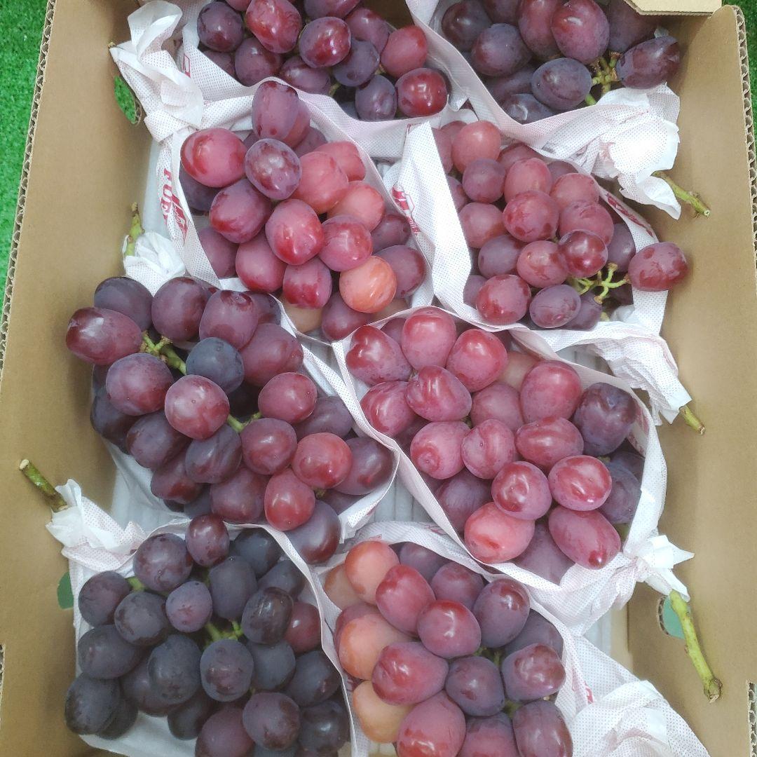 1⃣1⃣ 山梨県産 富士の輝 ８房入り 箱込み5.7キロ