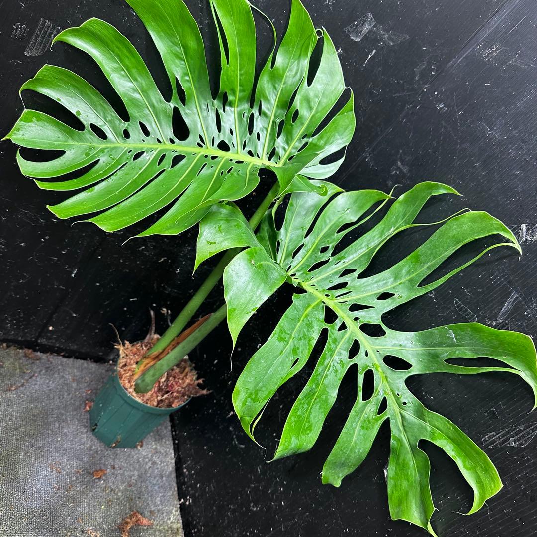 a*i様 モンステラデリシオーサマクロコズム超希少系統鉢植え61㎝