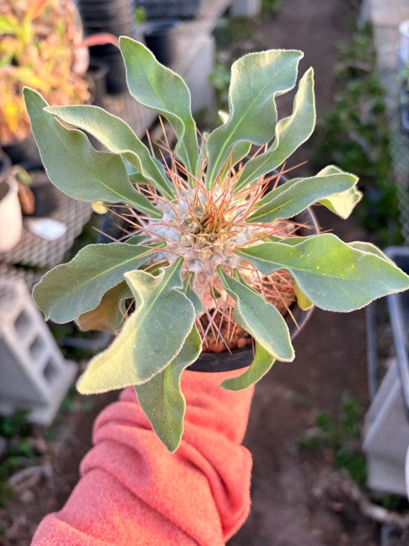 パキポディウム ナマクアナム 光堂　国内実生　美株