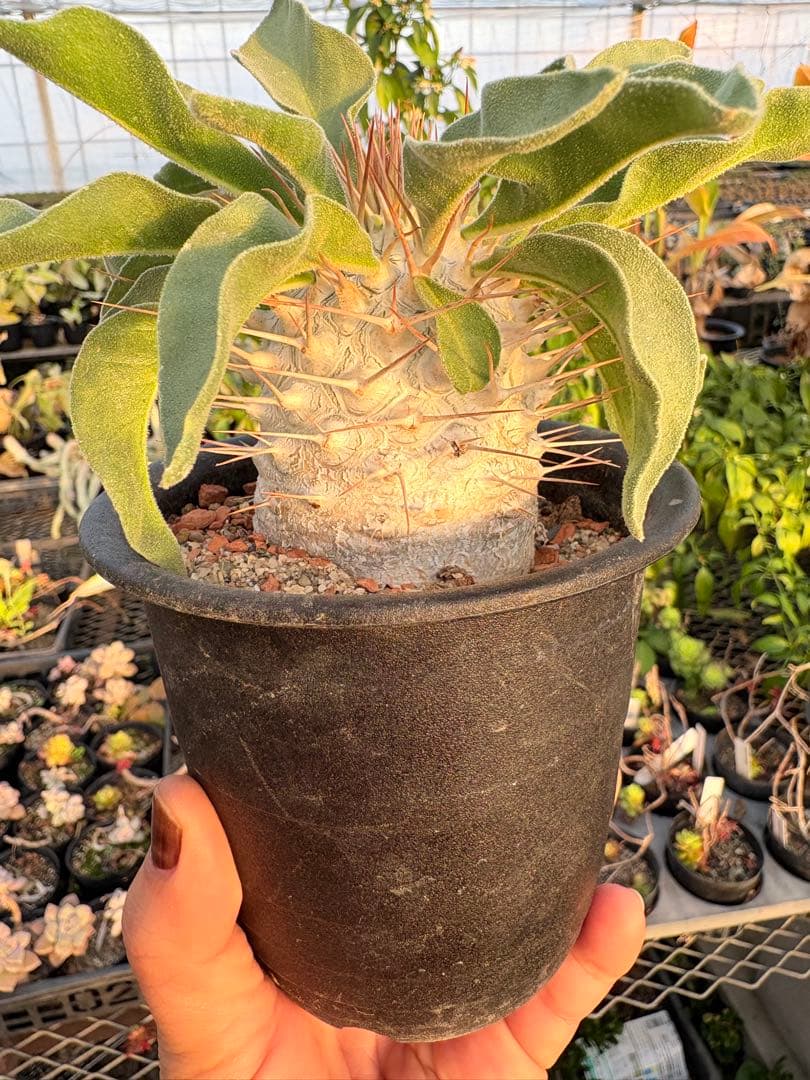 パキポディウム ナマクアナム 光堂　国内実生　美株