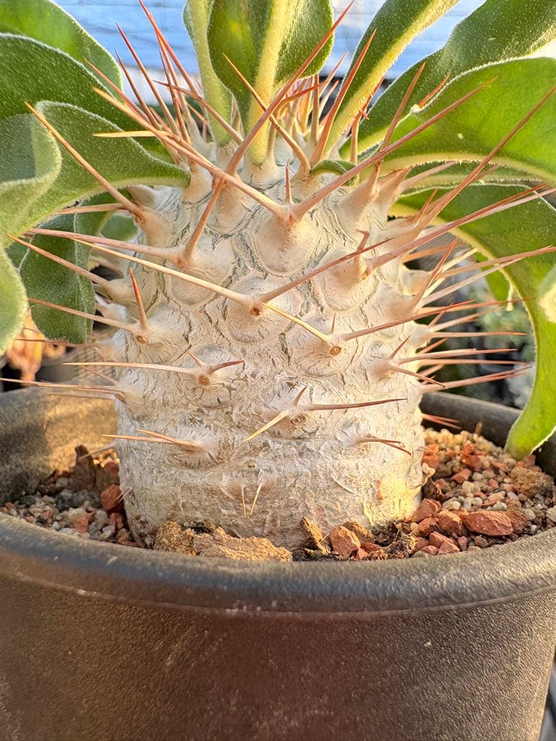 パキポディウム ナマクアナム 光堂　国内実生　美株