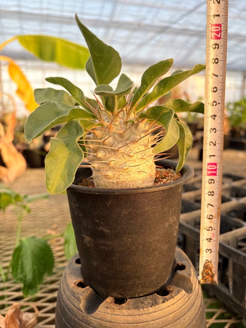 パキポディウム ナマクアナム 光堂　国内実生　美株