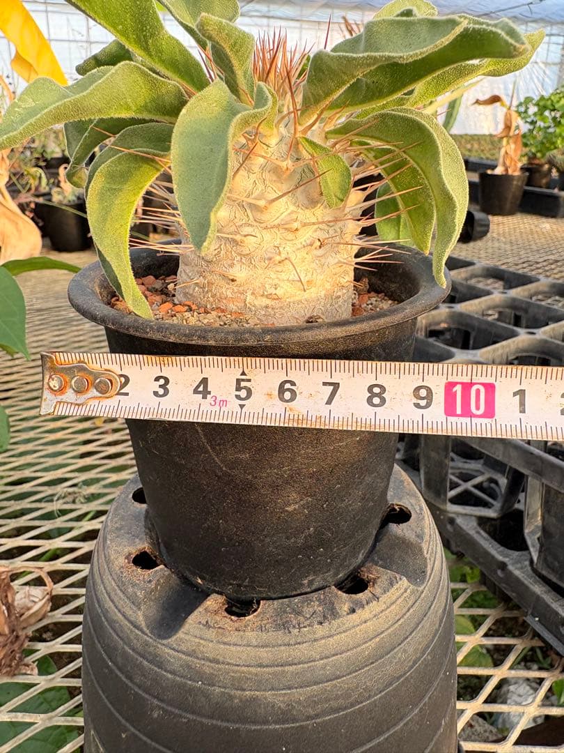 パキポディウム ナマクアナム 光堂　国内実生　美株