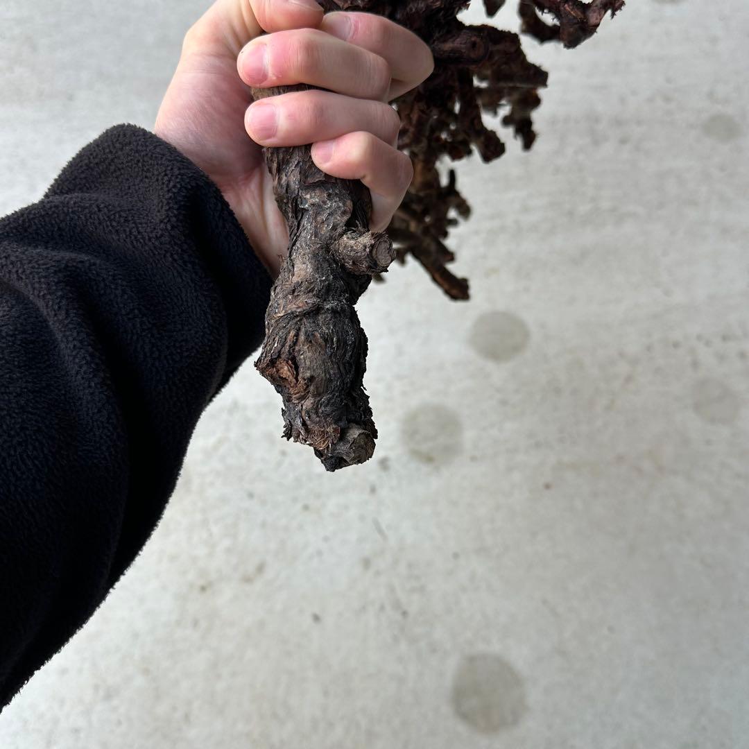 カ*】様 ペラゴニウム ミラビレ 未発根 到着新鮮株！！