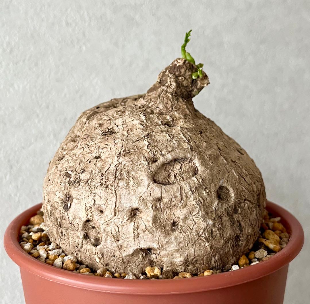 【激レア/極美/大株/塊根植物】アデニア ペナンギアナ 鉢植え