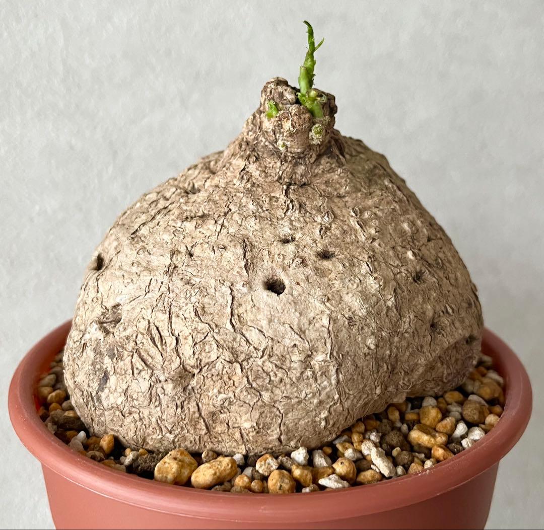 【激レア/極美/大株/塊根植物】アデニア ペナンギアナ 鉢植え