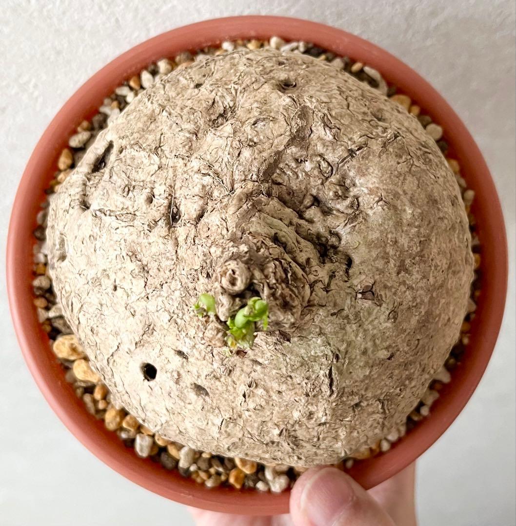 【激レア/極美/大株/塊根植物】アデニア ペナンギアナ 鉢植え