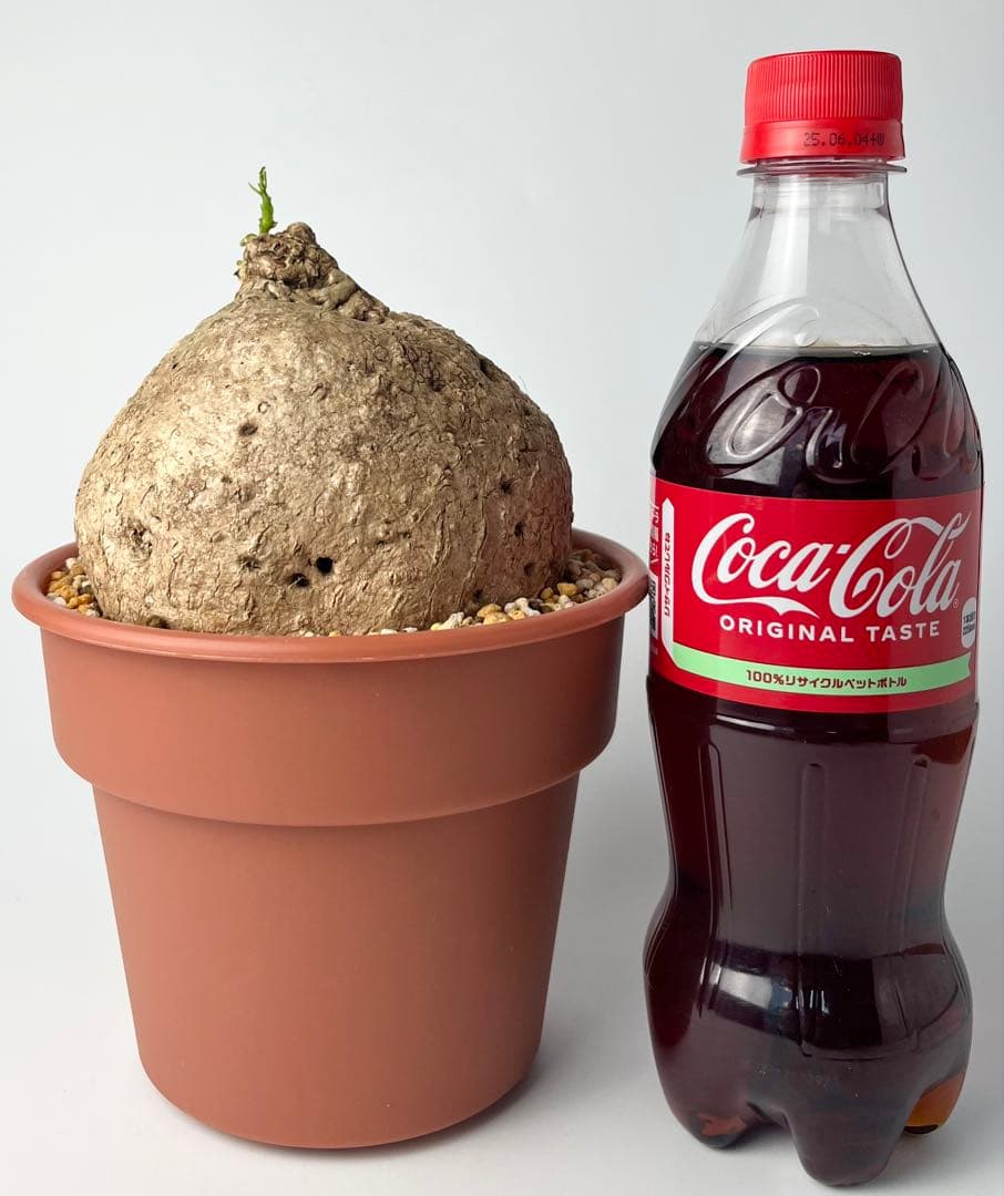 【激レア/極美/大株/塊根植物】アデニア ペナンギアナ 鉢植え