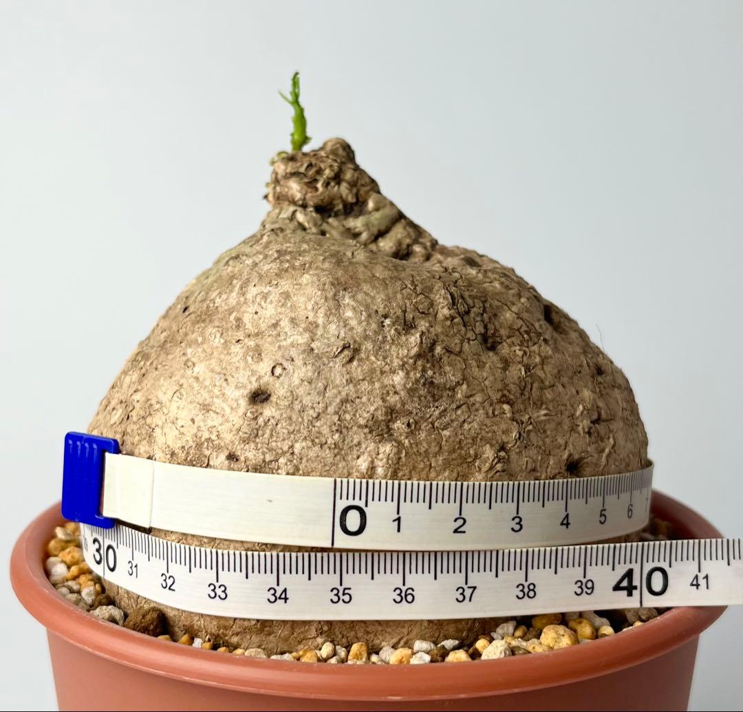 【激レア/極美/大株/塊根植物】アデニア ペナンギアナ 鉢植え