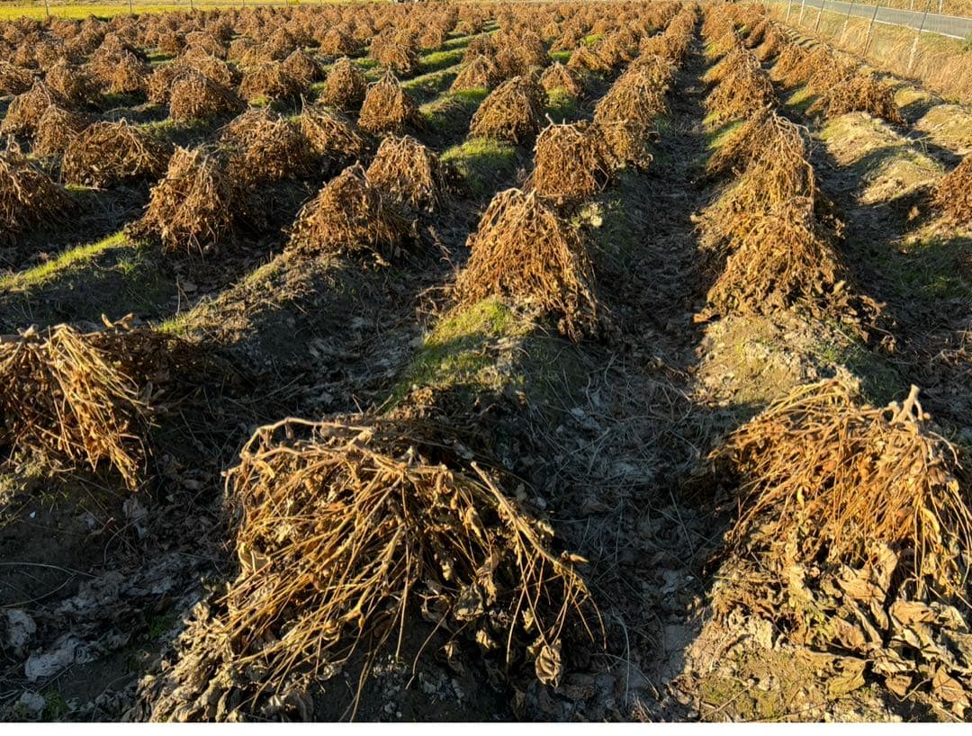 えびちゃん 令和7年産　丹波黒大豆　特大1キロ　九谷焼き小皿5枚