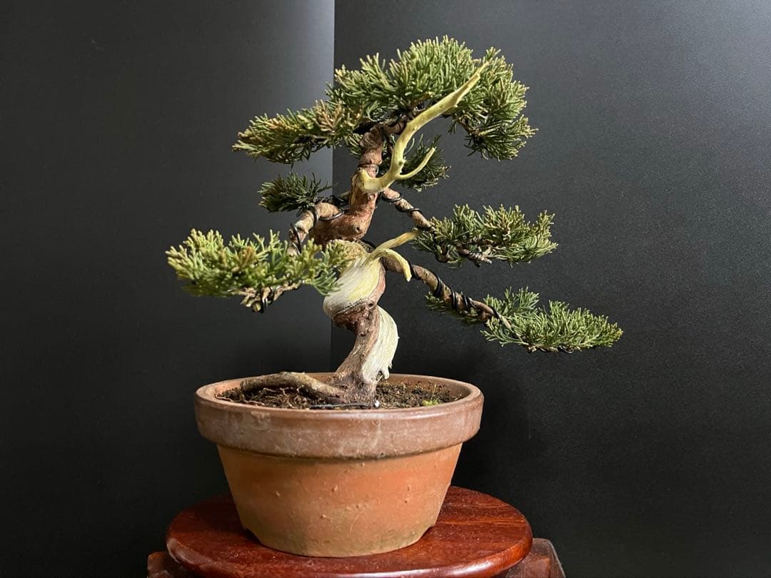 真柏盆栽　糸魚川真柏　捻転シャリ　小品盆栽　樹高20cm 素材