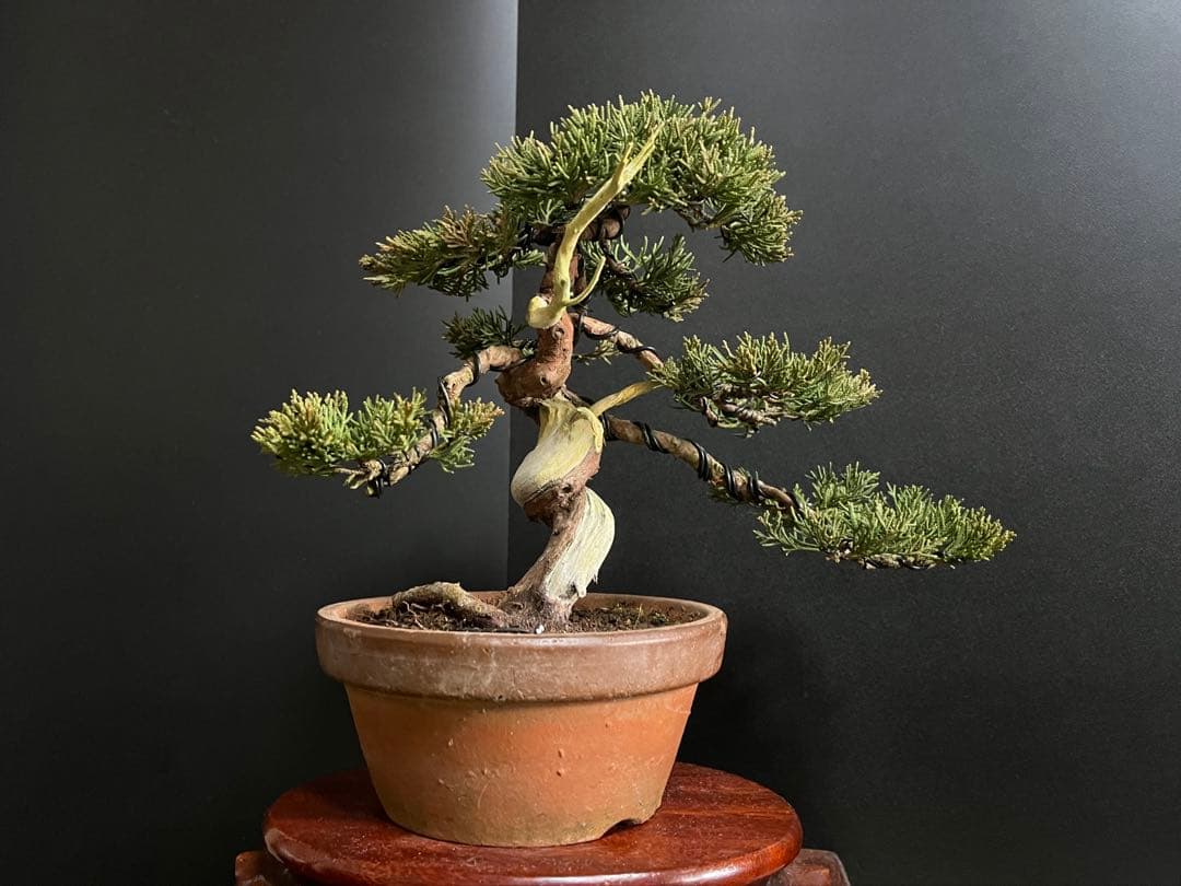 真柏盆栽　糸魚川真柏　捻転シャリ　小品盆栽　樹高20cm 素材