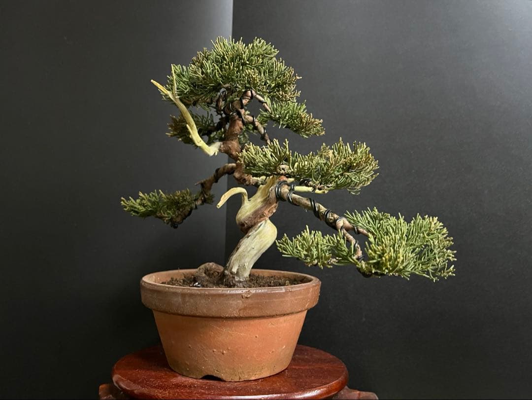 真柏盆栽　糸魚川真柏　捻転シャリ　小品盆栽　樹高20cm 素材