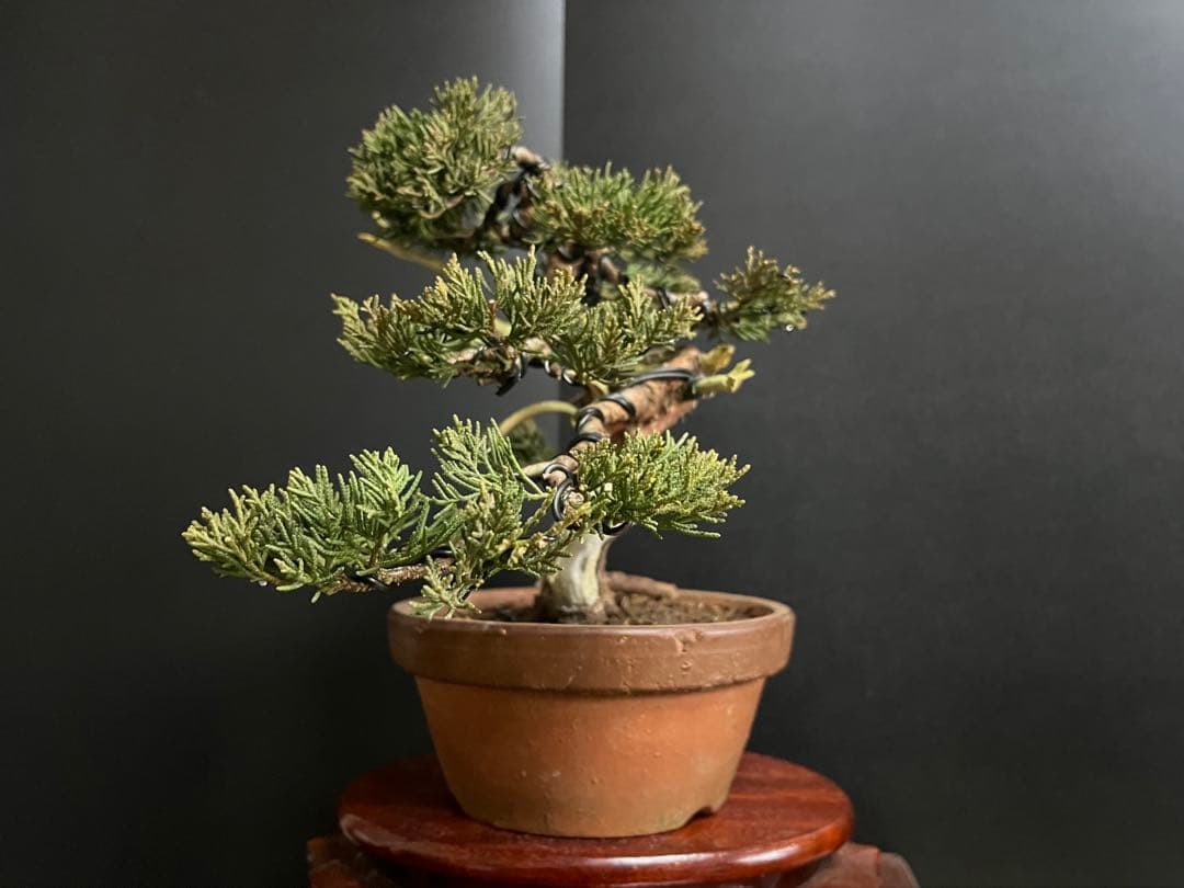 真柏盆栽　糸魚川真柏　捻転シャリ　小品盆栽　樹高20cm 素材