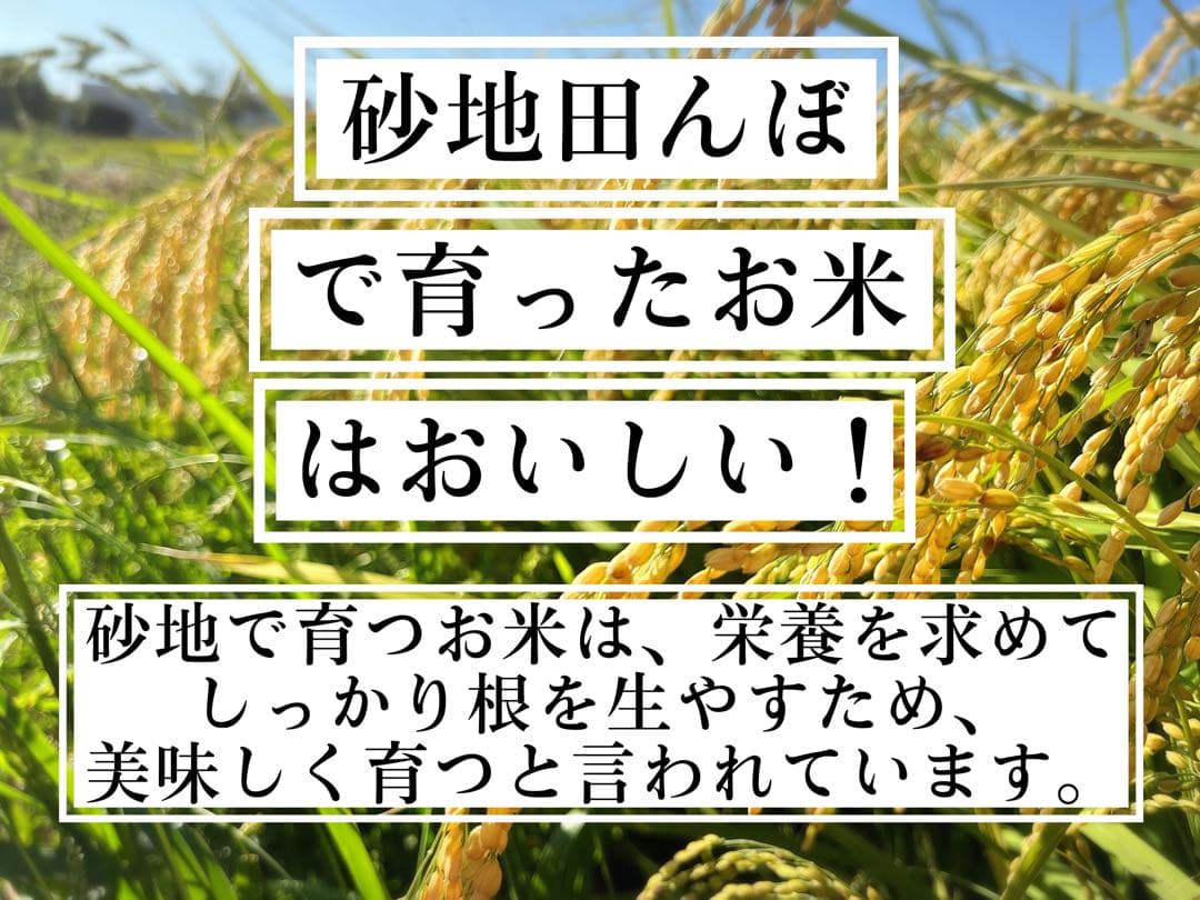【令和7年度新米】近江米 ミルキークイーン 5kg +コシヒカリ 5kg