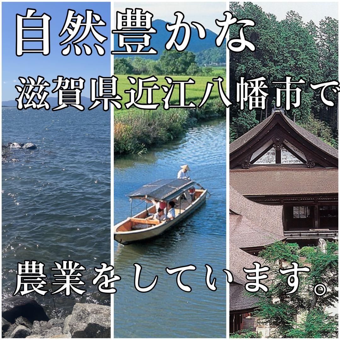 【令和7年度新米】近江米 ミルキークイーン 5kg +コシヒカリ 5kg