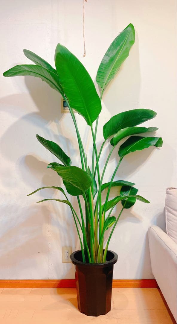 激安！　ストレチア　オーガスタ A 大型❗️ 177センチ　10号鉢 観葉植物