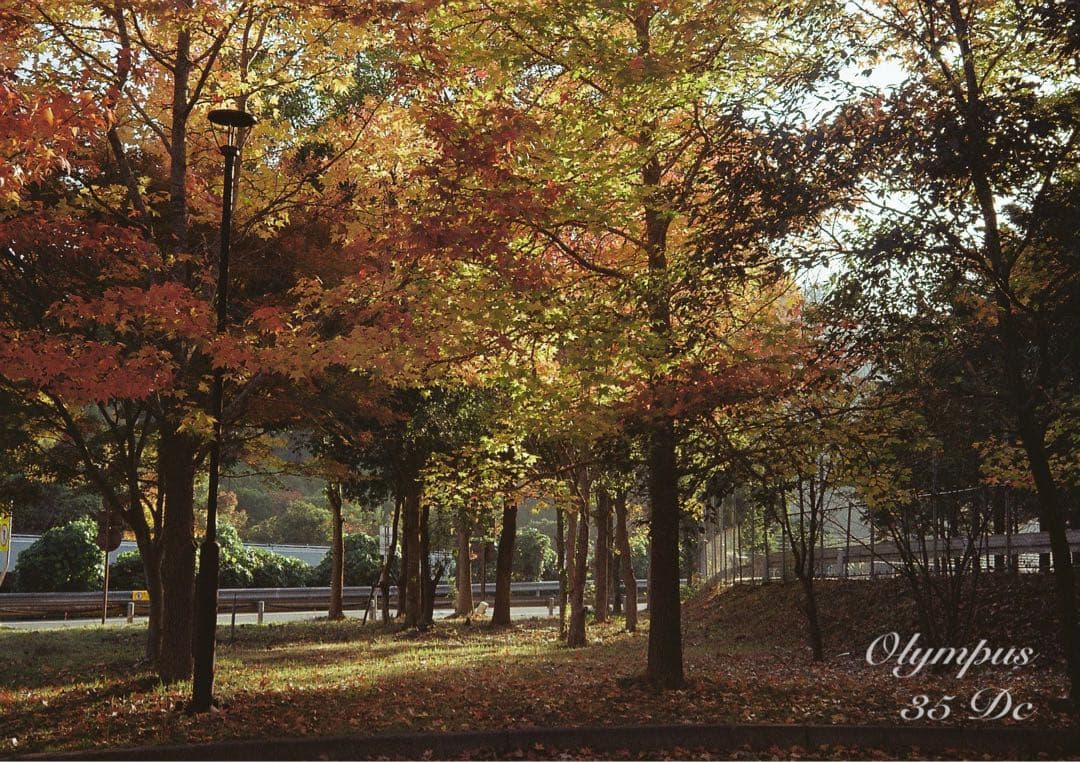 オリンパス35DC★実写テスト済み！完動品＊美品＊整備品★f1.7レンズ搭載！