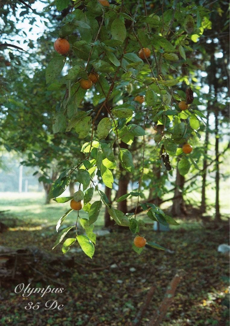 オリンパス35DC★実写テスト済み！完動品＊美品＊整備品★f1.7レンズ搭載！