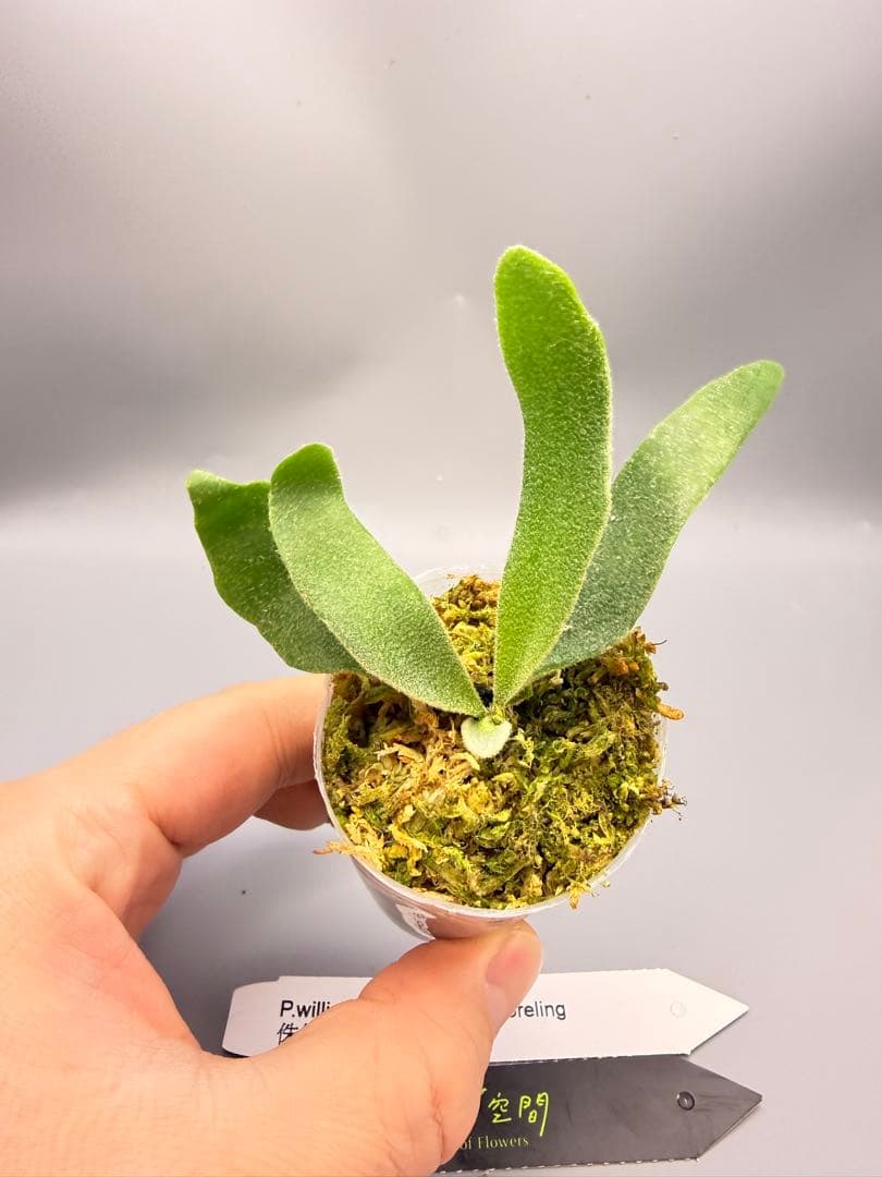 ＠*む様 ビカクシダ willinckii Golden Boy sporeli