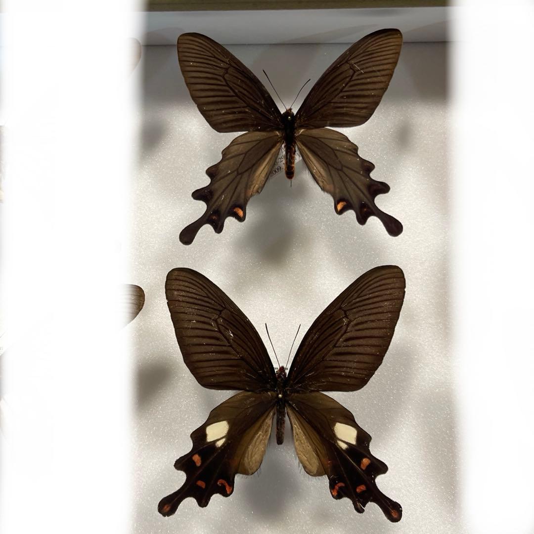 黒いアゲハ蝶各種の標本