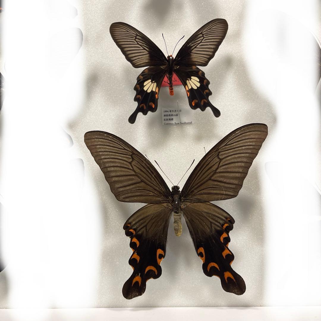 黒いアゲハ蝶各種の標本