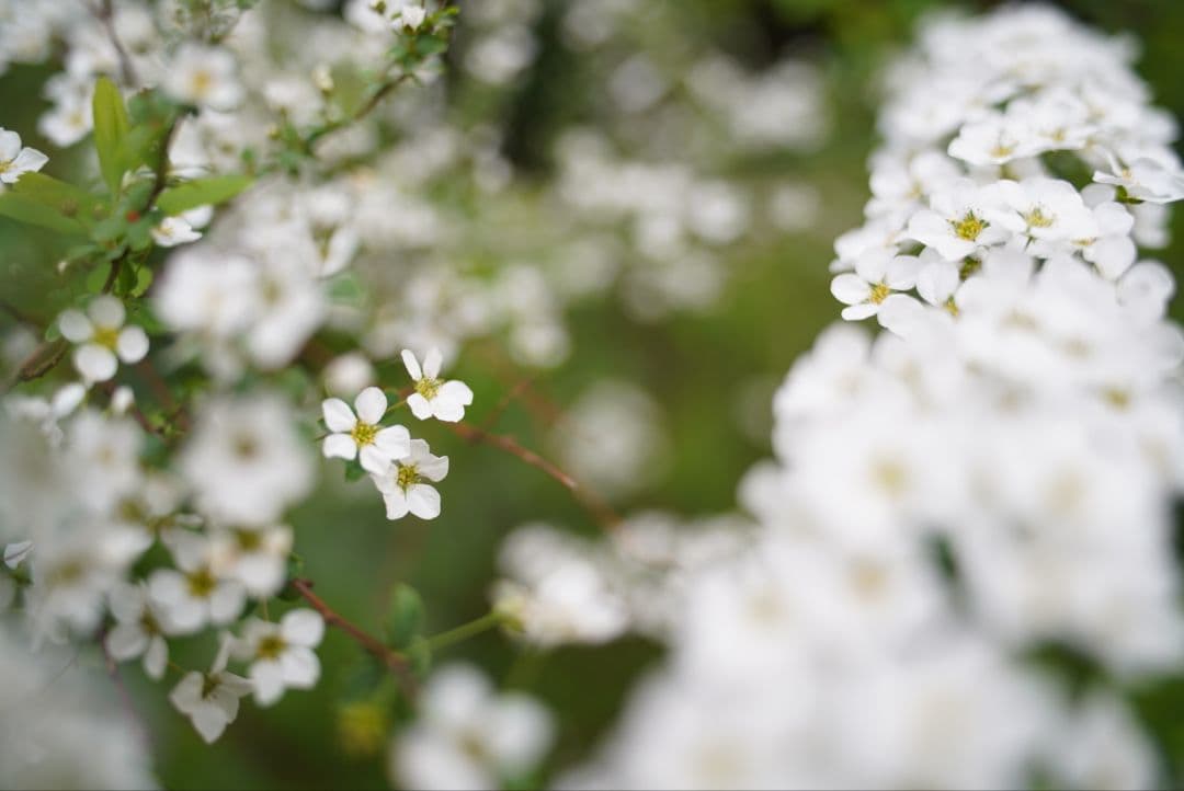 【動作確認済】Nikon Ai-s 28mm f2.8 純正付属品&初期保証付