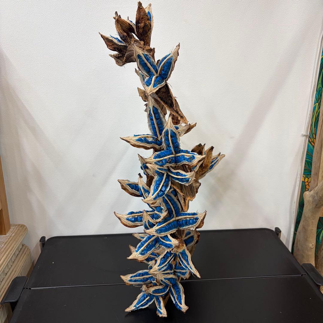 旅人の木A級品　8節