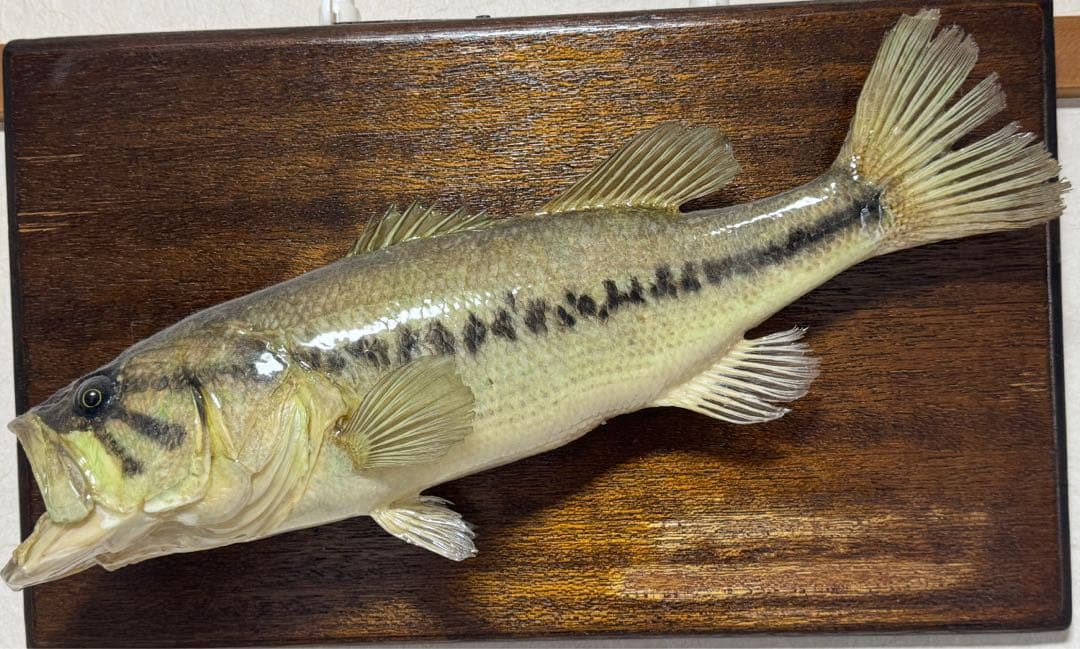 c*s様 リアル ブラックバス 置物 約41~42cm 剥製