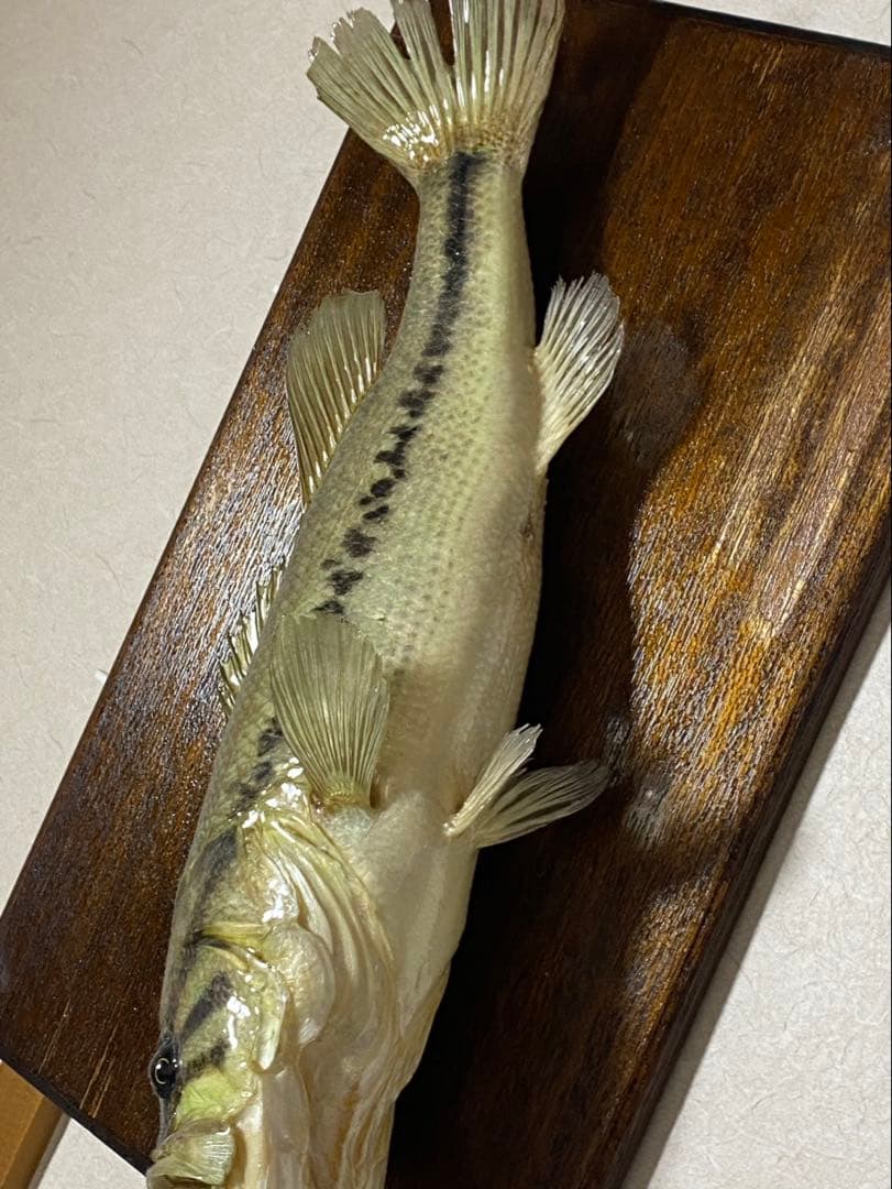 c*s様 リアル ブラックバス 置物 約41~42cm 剥製