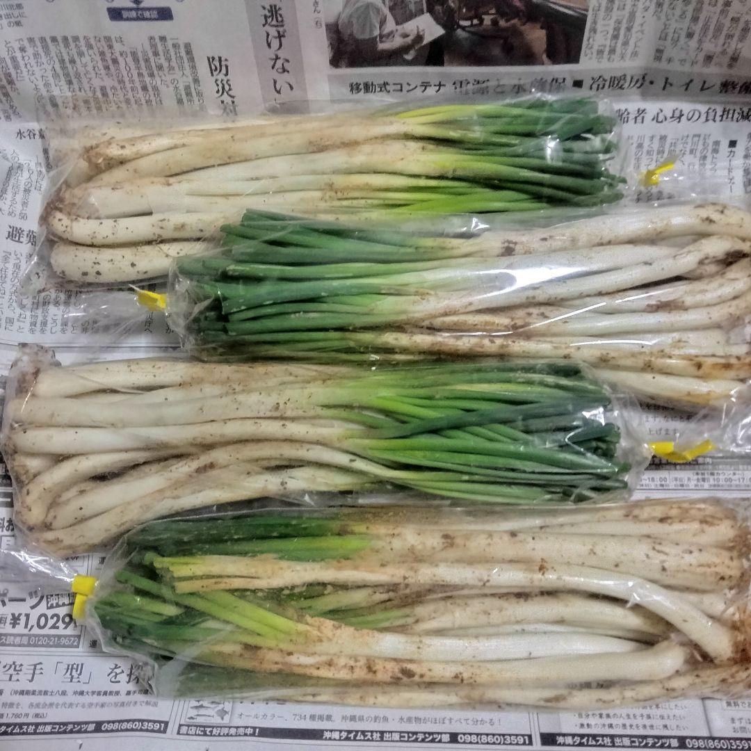 【1200円off】〈新物〉沖縄県産 島らっきょう 約9.6kg【常温便】①