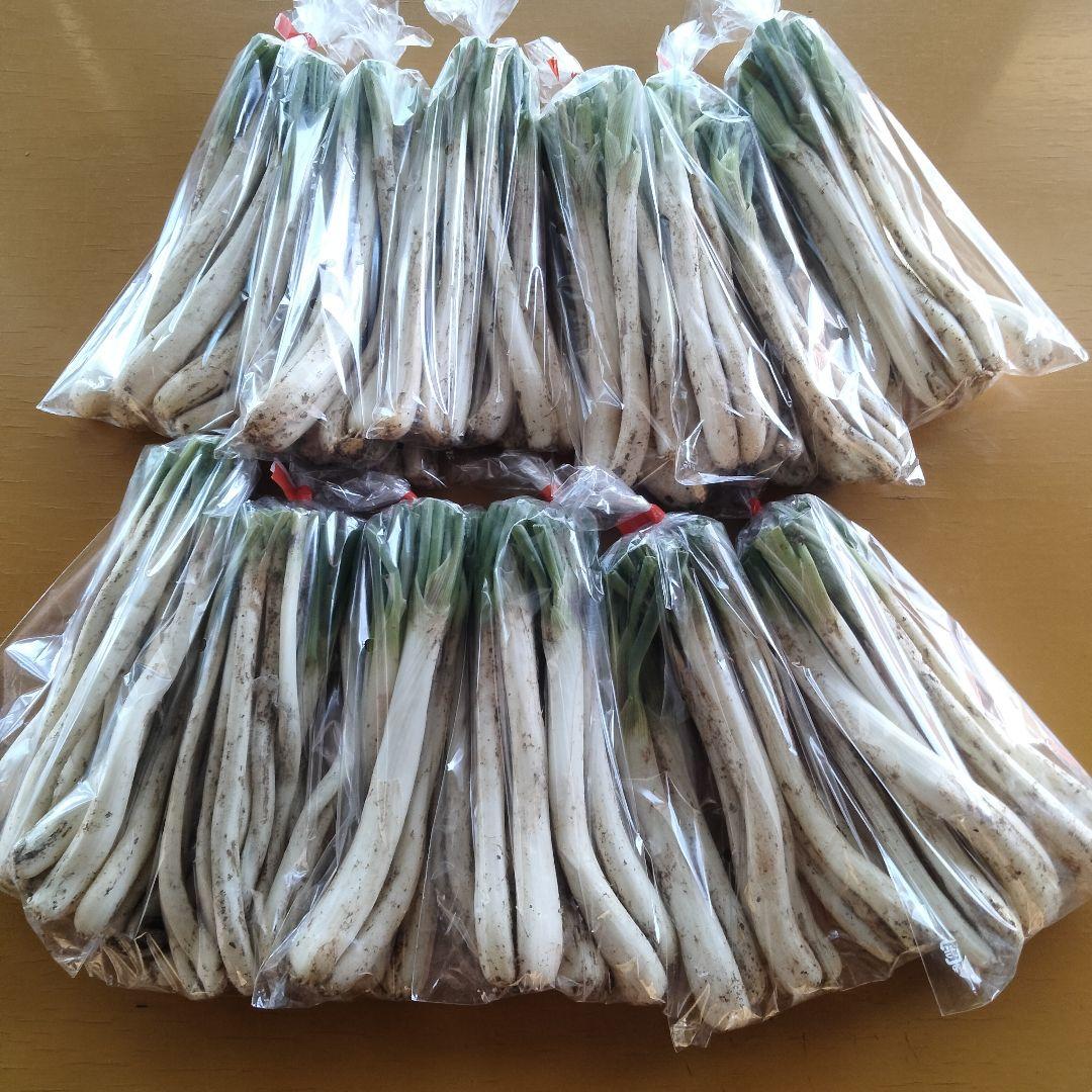 【1200円off】〈新物〉沖縄県産 島らっきょう 約9.6kg【常温便】①