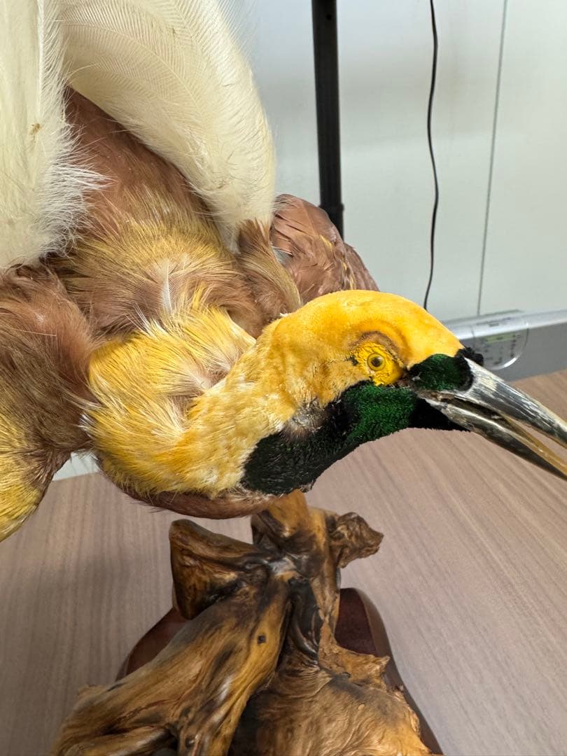 淡*雪様 鳥の標本 極楽鳥　インドネシア　剥製