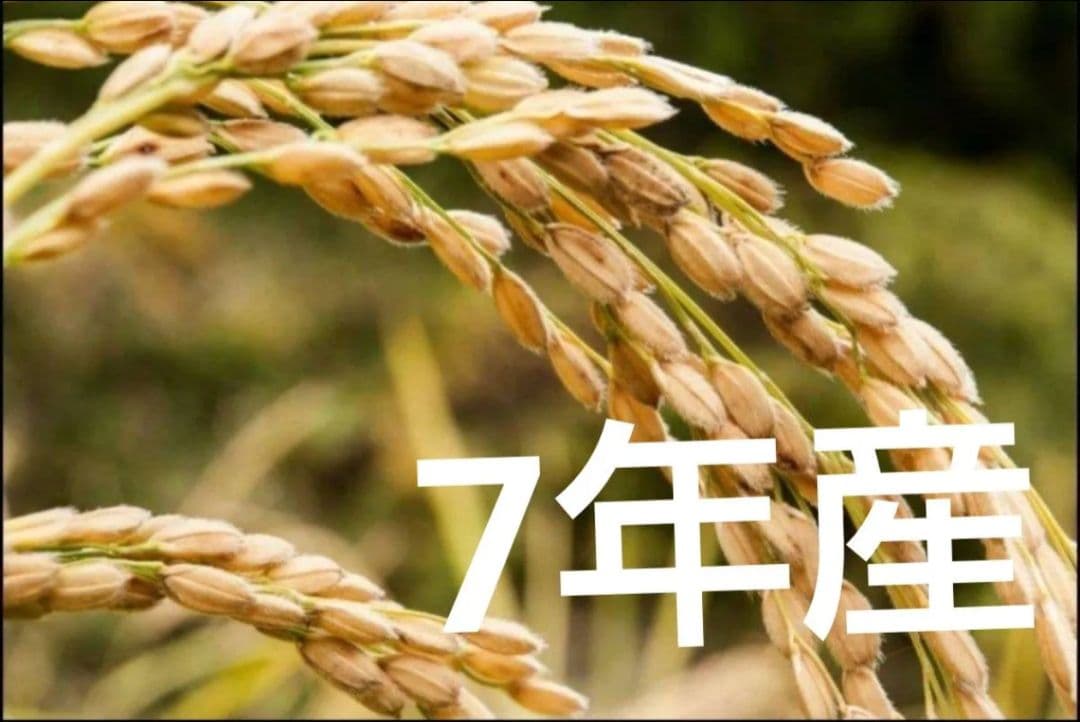 新潟産こしいぶき20kg