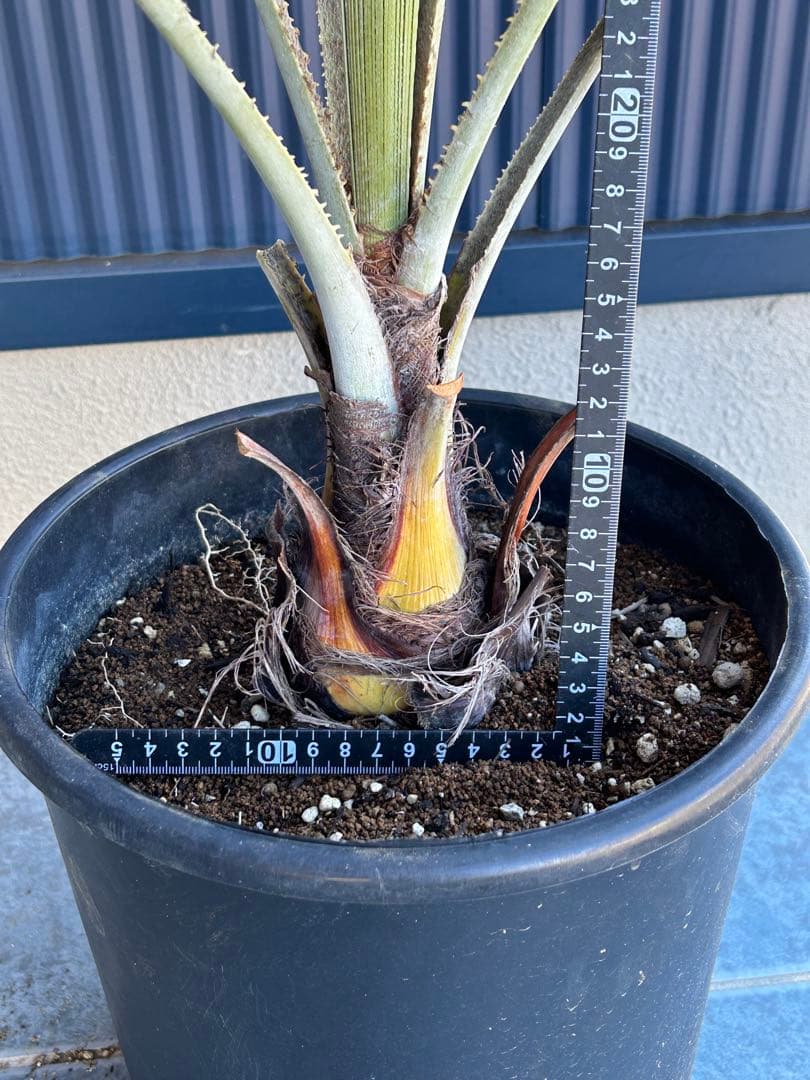 ブラヘアアルマータ　極太株　幹幅12センチ　9号鉢