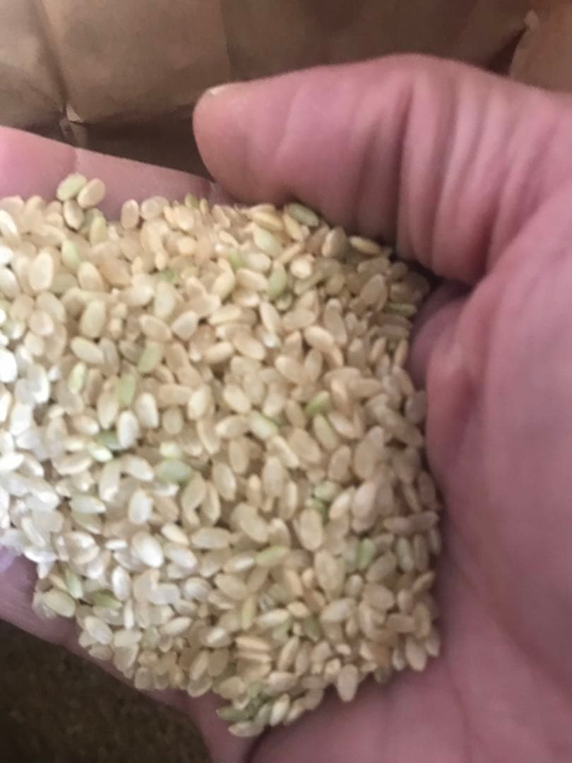 徳島県産きぬひかり