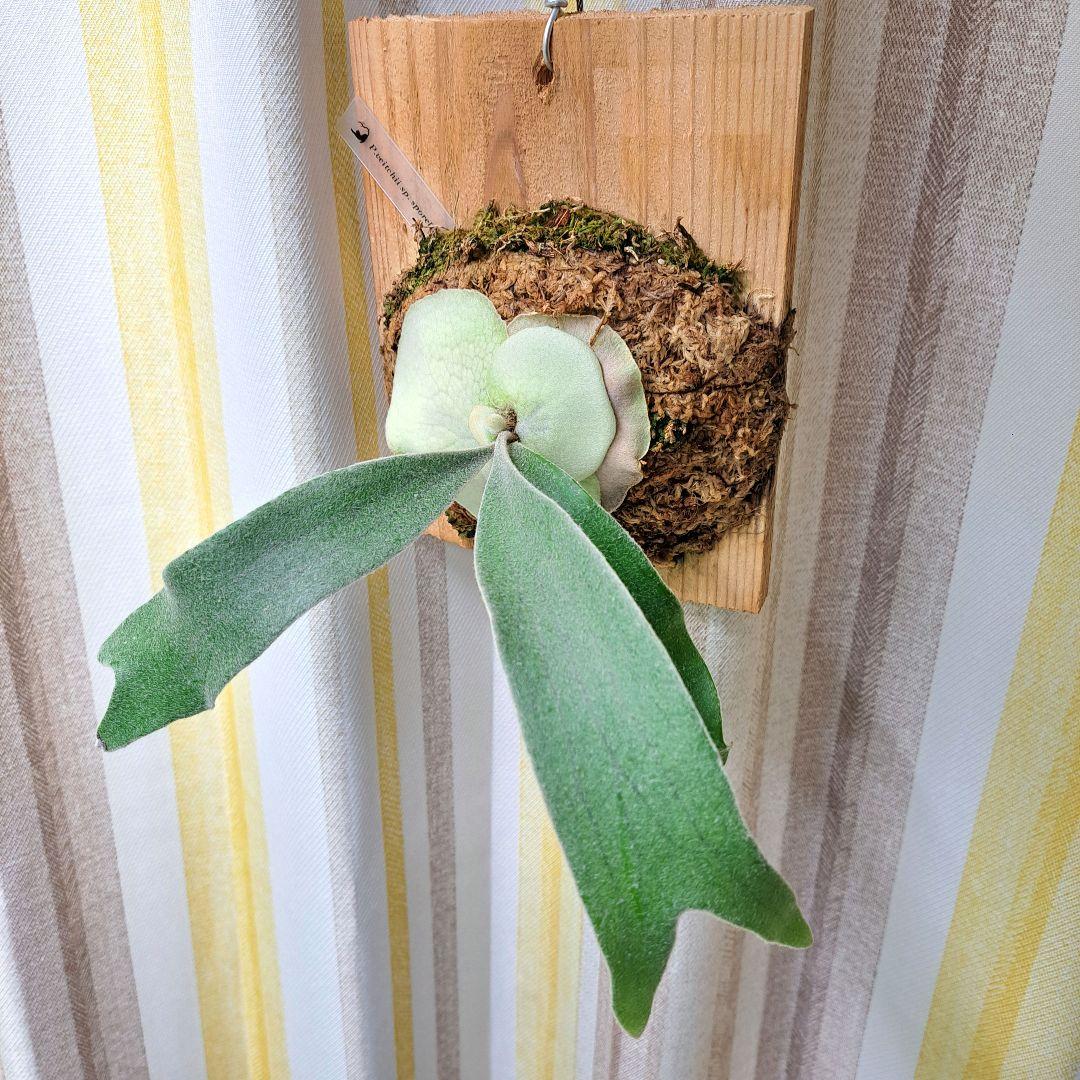 P.veitchii sp. sporeling TIP#11 株分け