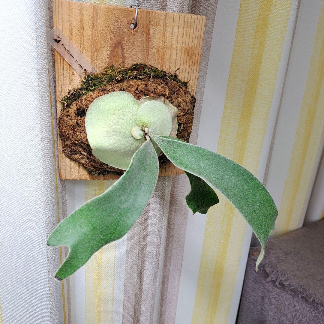 P.veitchii sp. sporeling TIP#11 株分け