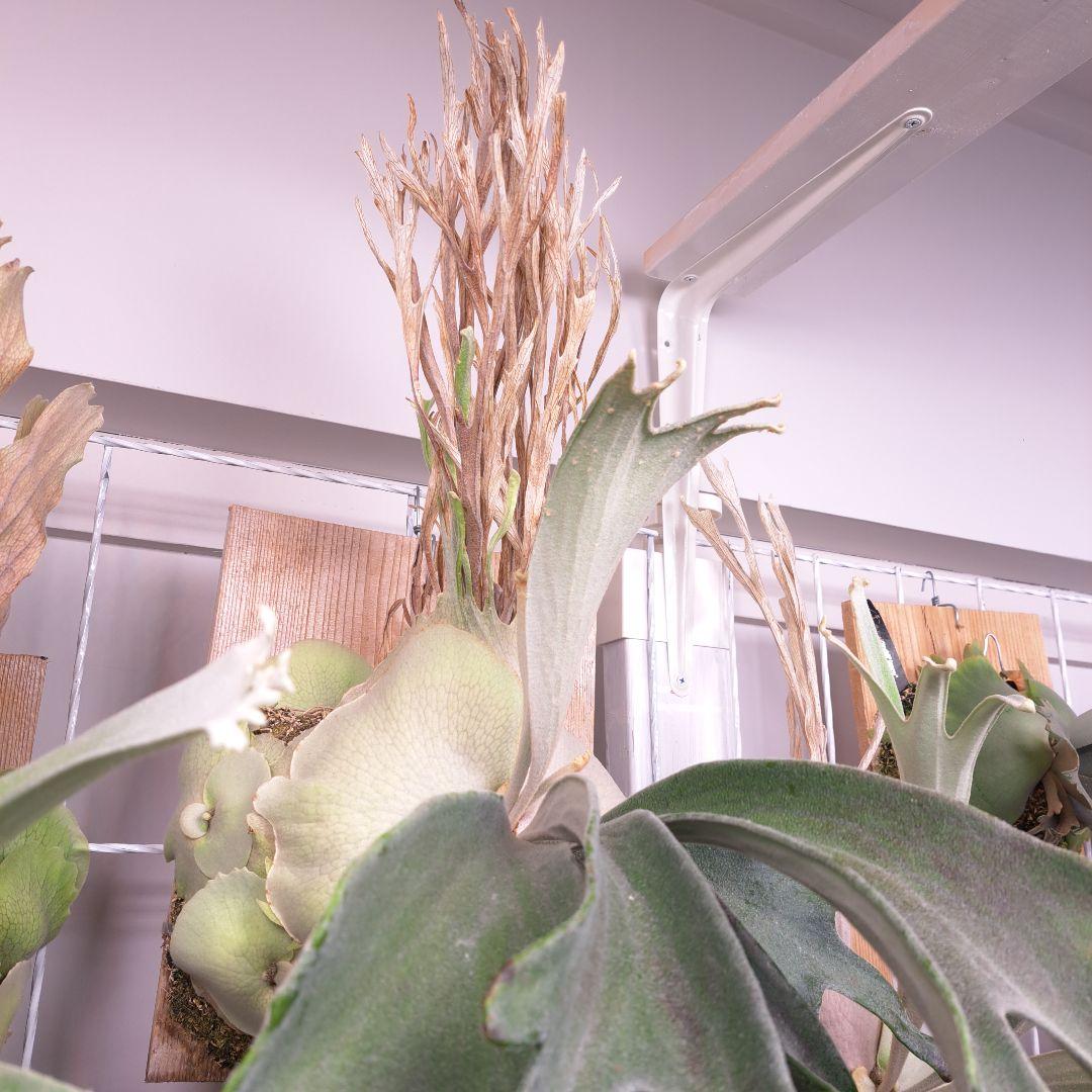 P.veitchii sp. sporeling TIP#11 株分け