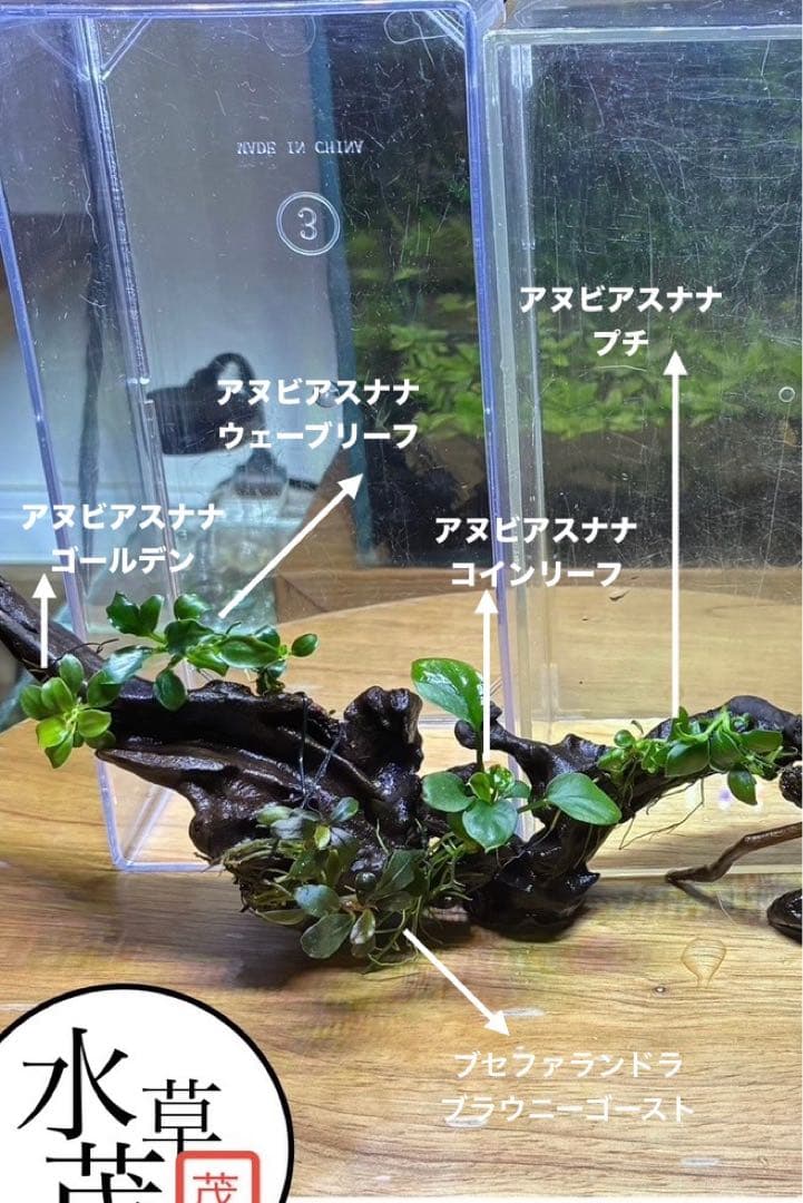 水草茂「はる様オーダー用」