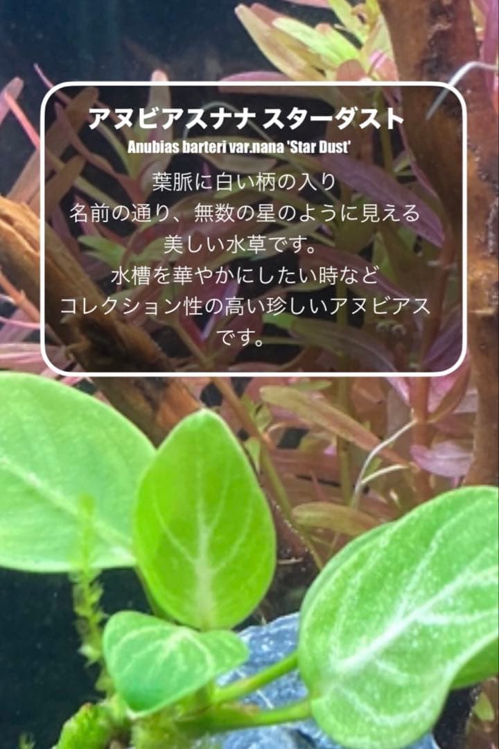 水草茂「はる様オーダー用」