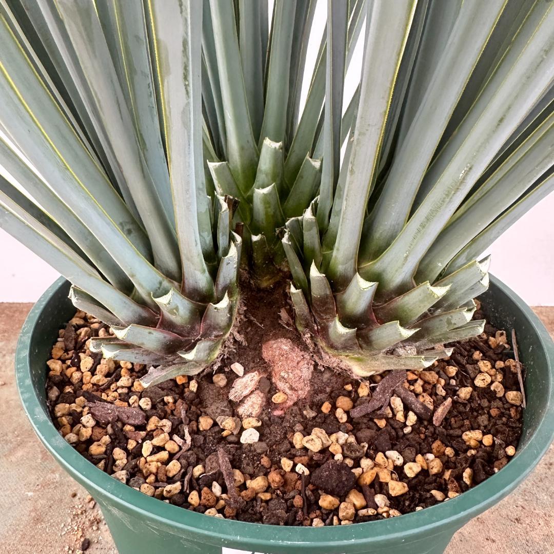 ユッカ　リギダ【24-651】3頭株