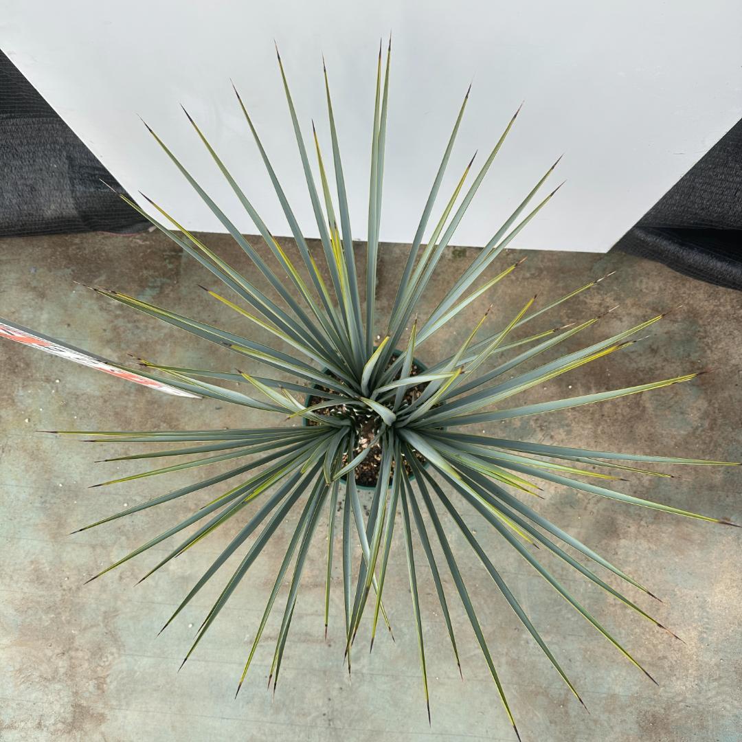 ユッカ　リギダ【24-651】3頭株