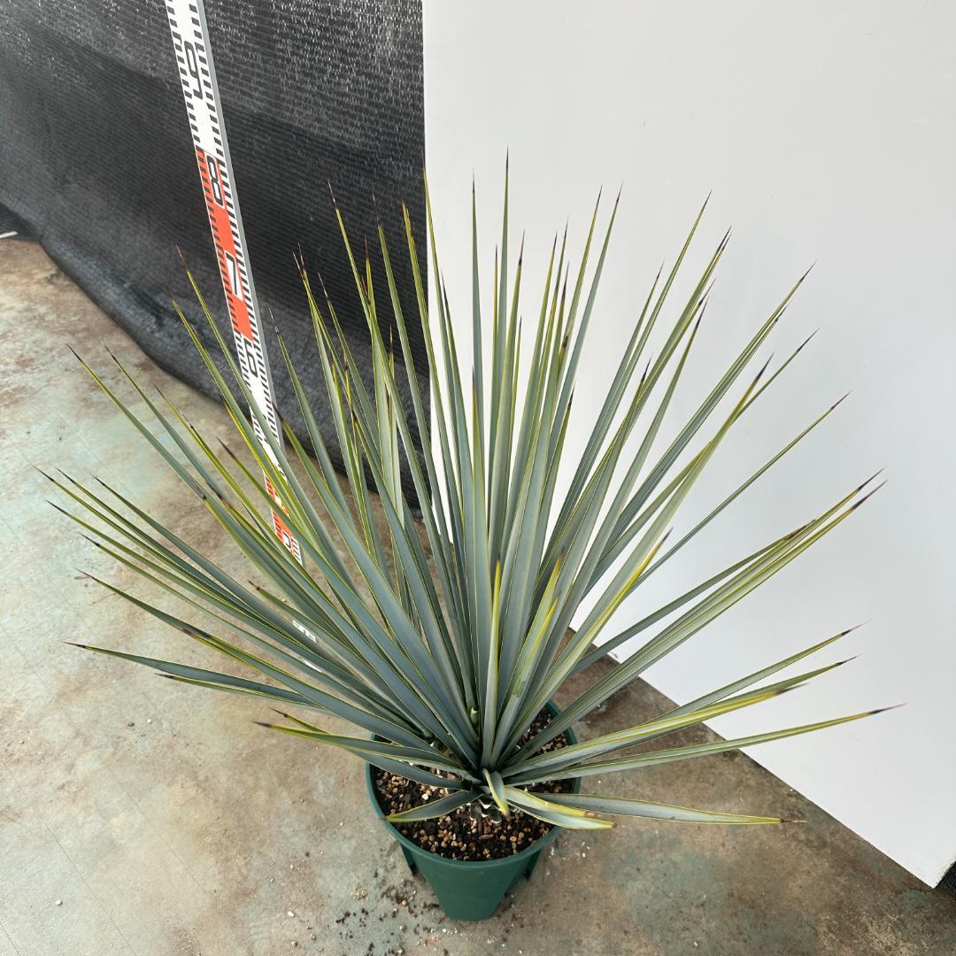 ユッカ　リギダ【24-651】3頭株