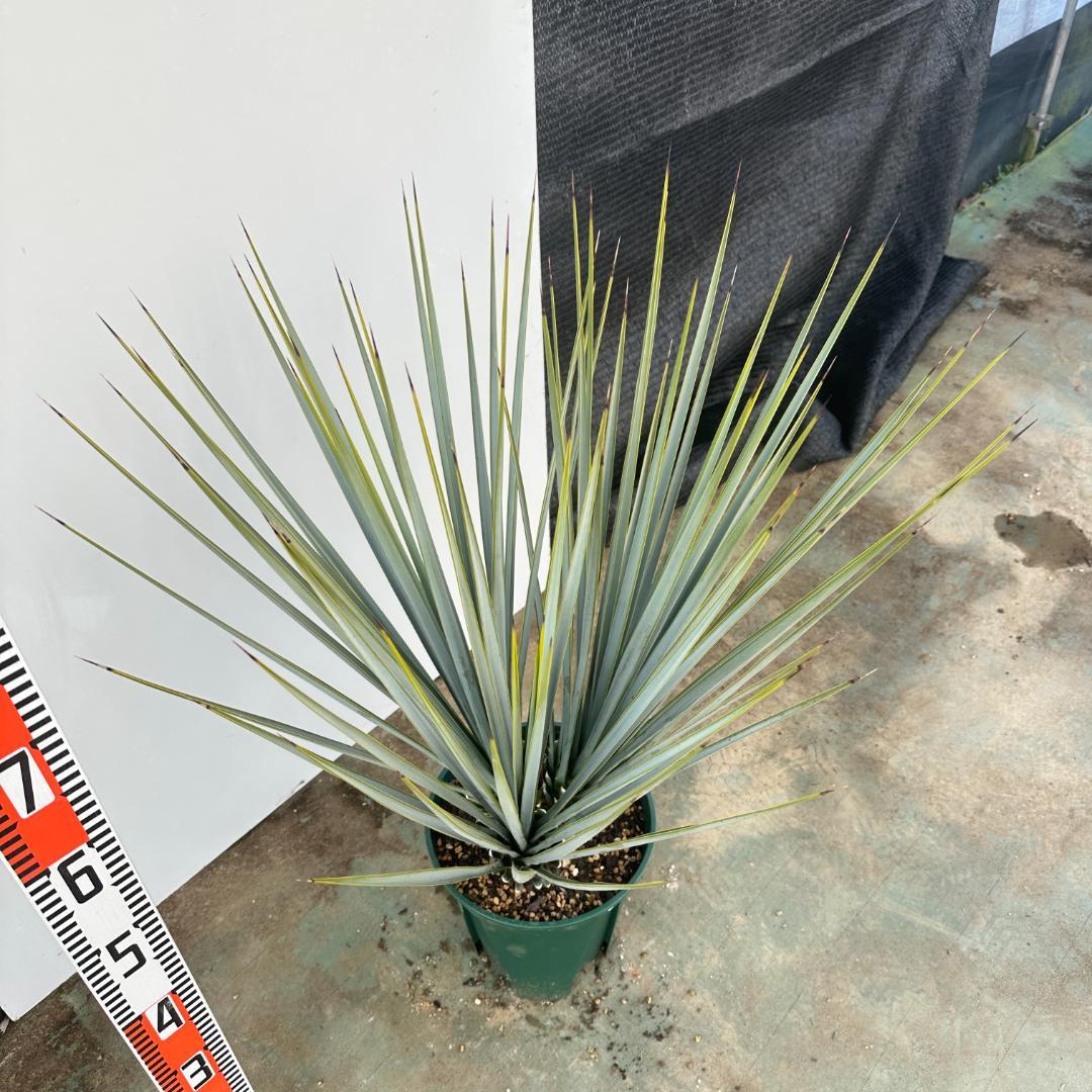 ユッカ　リギダ【24-651】3頭株