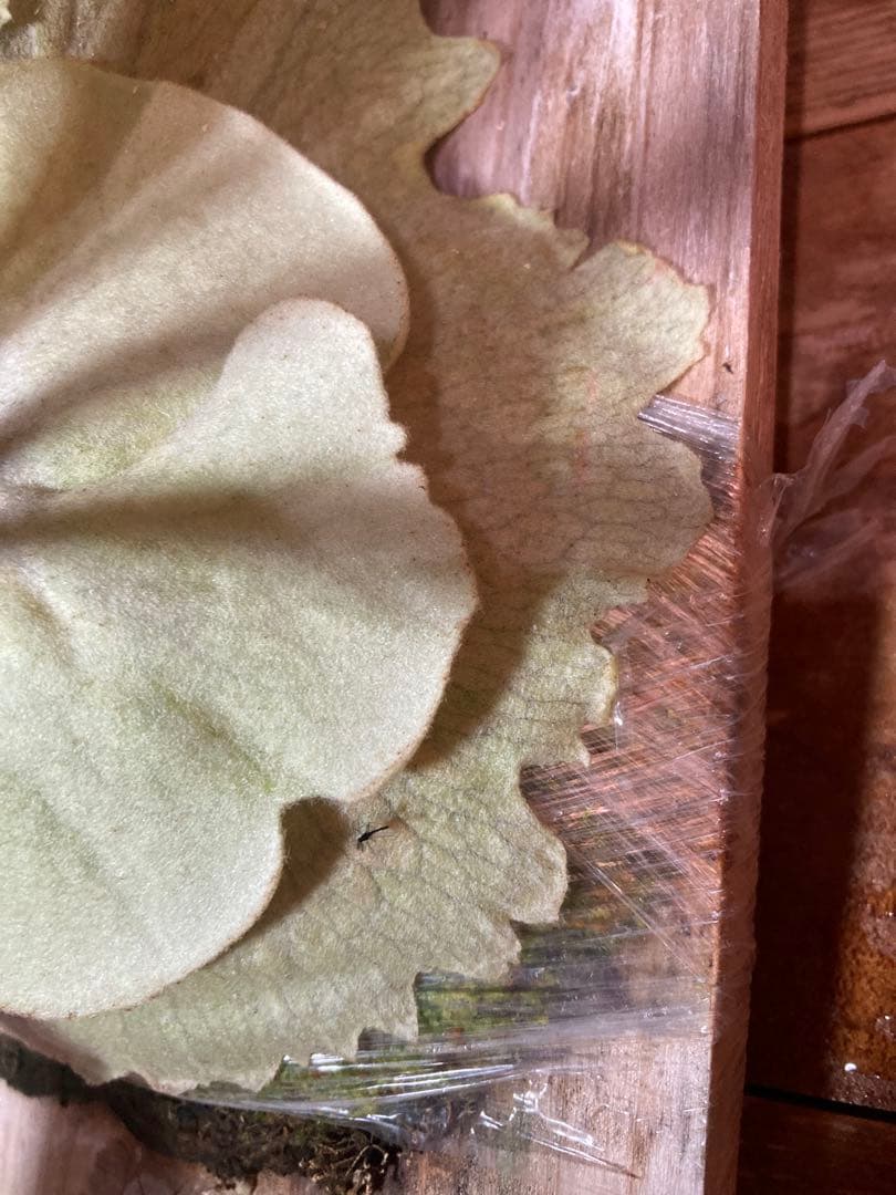 ビカクシダveitchii Auburn  ARS( mvs)