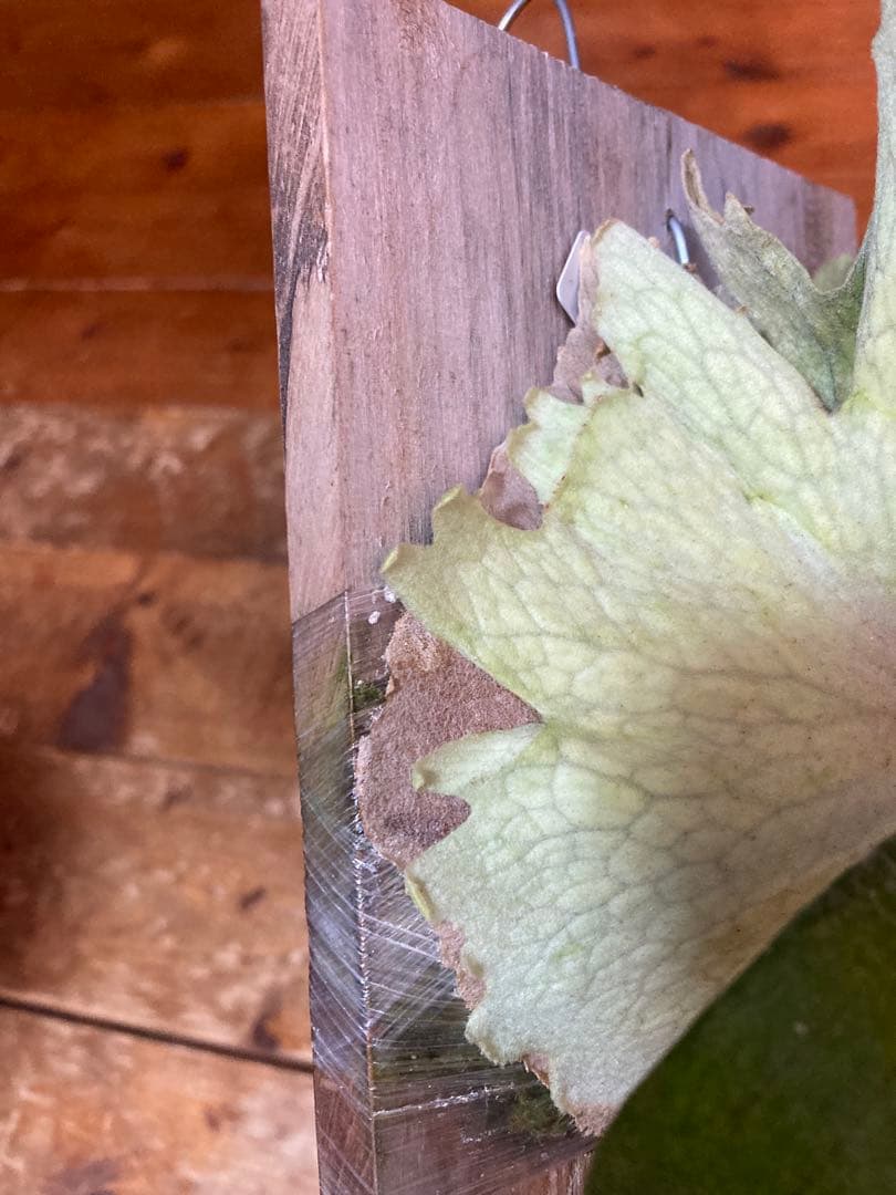 ビカクシダveitchii Auburn  ARS( mvs)