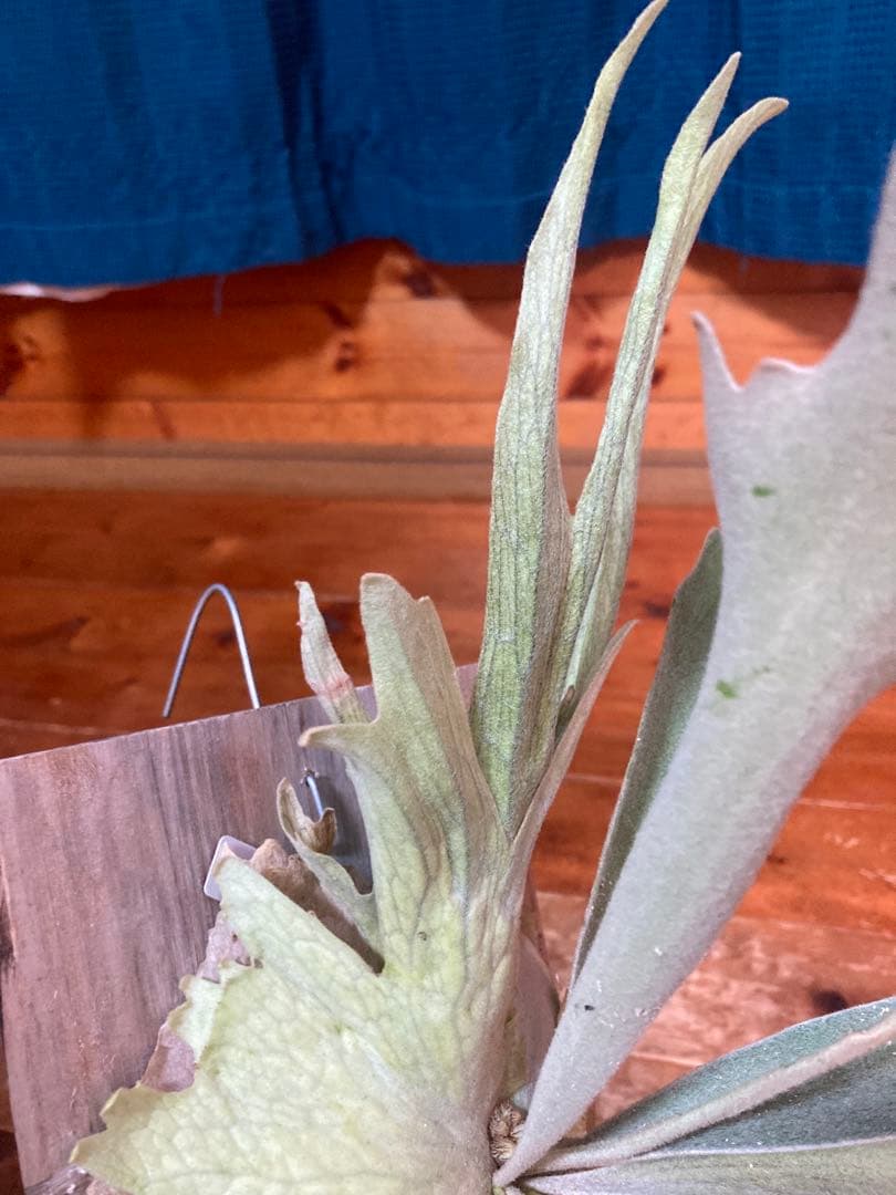 ビカクシダveitchii Auburn  ARS( mvs)