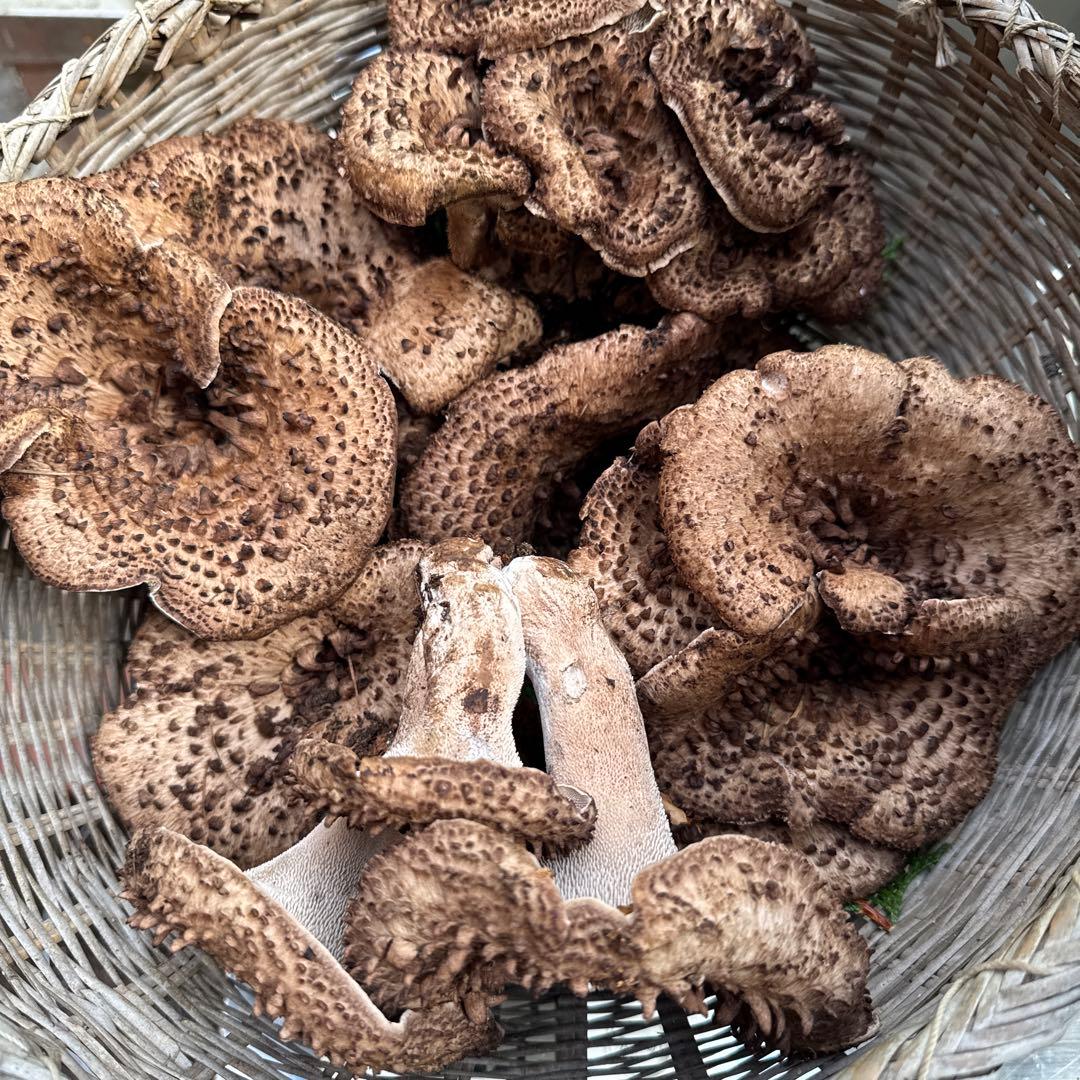 1信州上伊那産天然香茸￼1kg